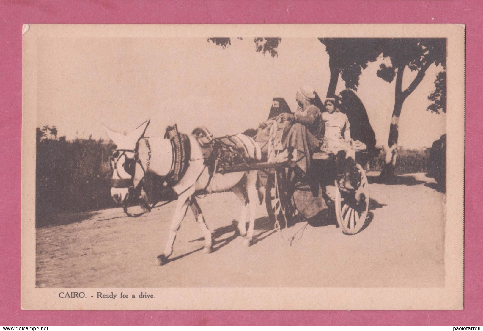 Egypt, Le Caire, En Route Por La Promenade. Ready For A Drive- Transportation Cart Pulled By Donkey- - Sonstige & Ohne Zuordnung