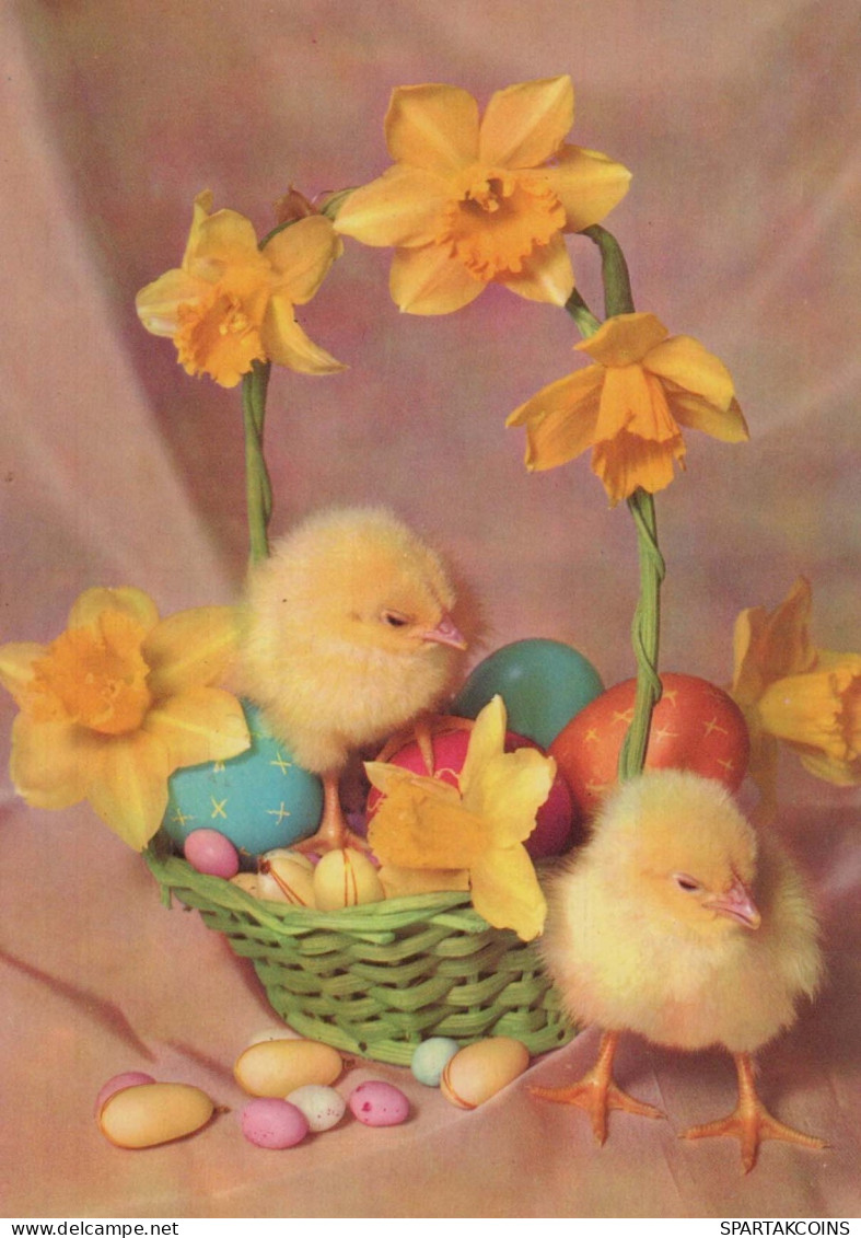 PASQUA POLLO UOVO Vintage Cartolina CPSM #PBO666.IT - Easter