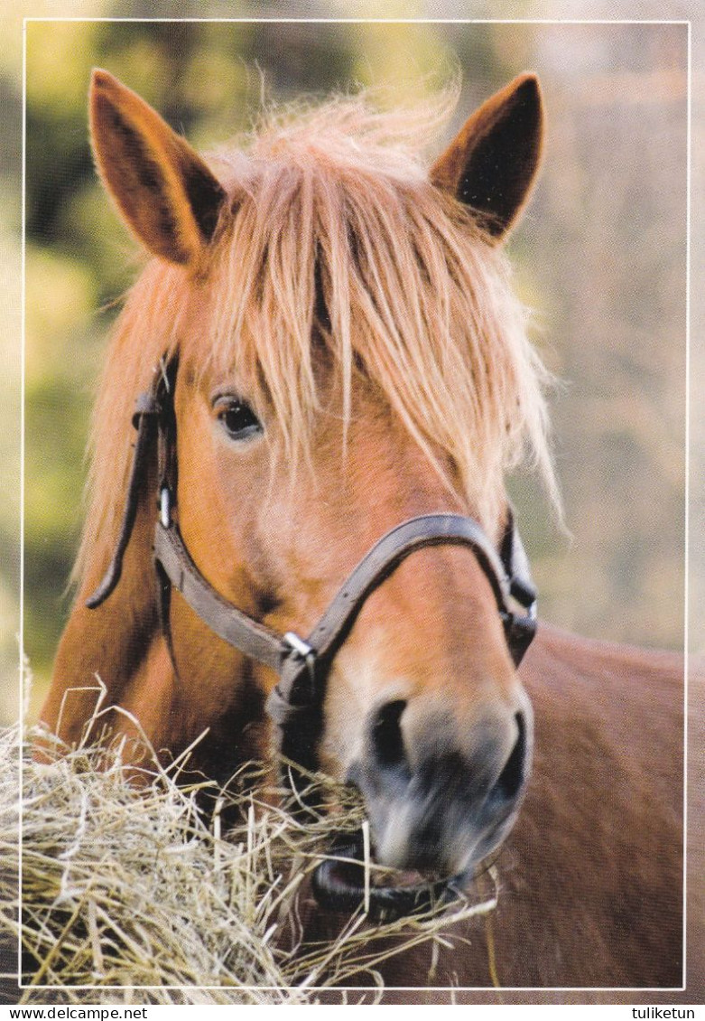 Horse - Cheval - Paard - Pferd - Cavallo - Cavalo - Caballo - Häst - Karto - Finland - Pferde