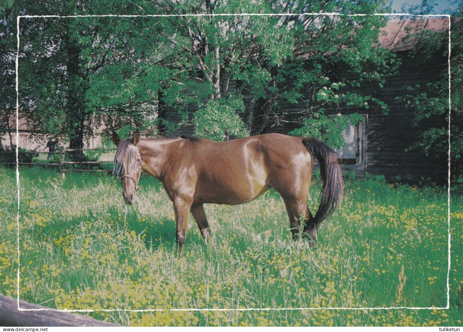 Horse - Cheval - Paard - Pferd - Cavallo - Cavalo - Caballo - Häst - Gyll - Finland - Pferde