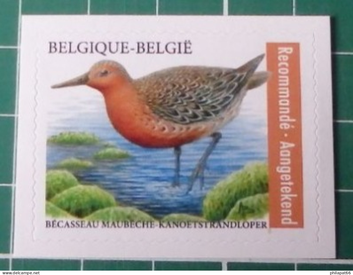 Kanoetstrandloper 2023 - 1985-.. Oiseaux (Buzin)