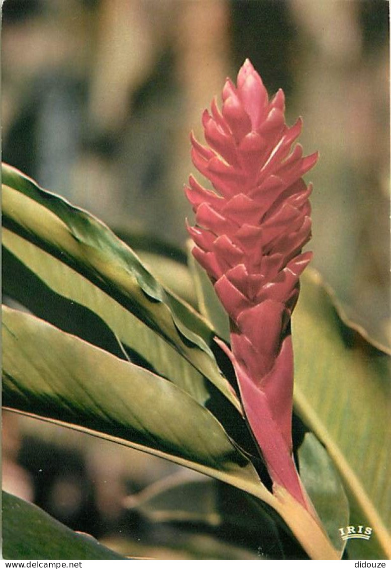 Fleurs - 5422 - Alpinia - CPM - Carte Neuve - Voir Scans Recto-Verso - Fleurs