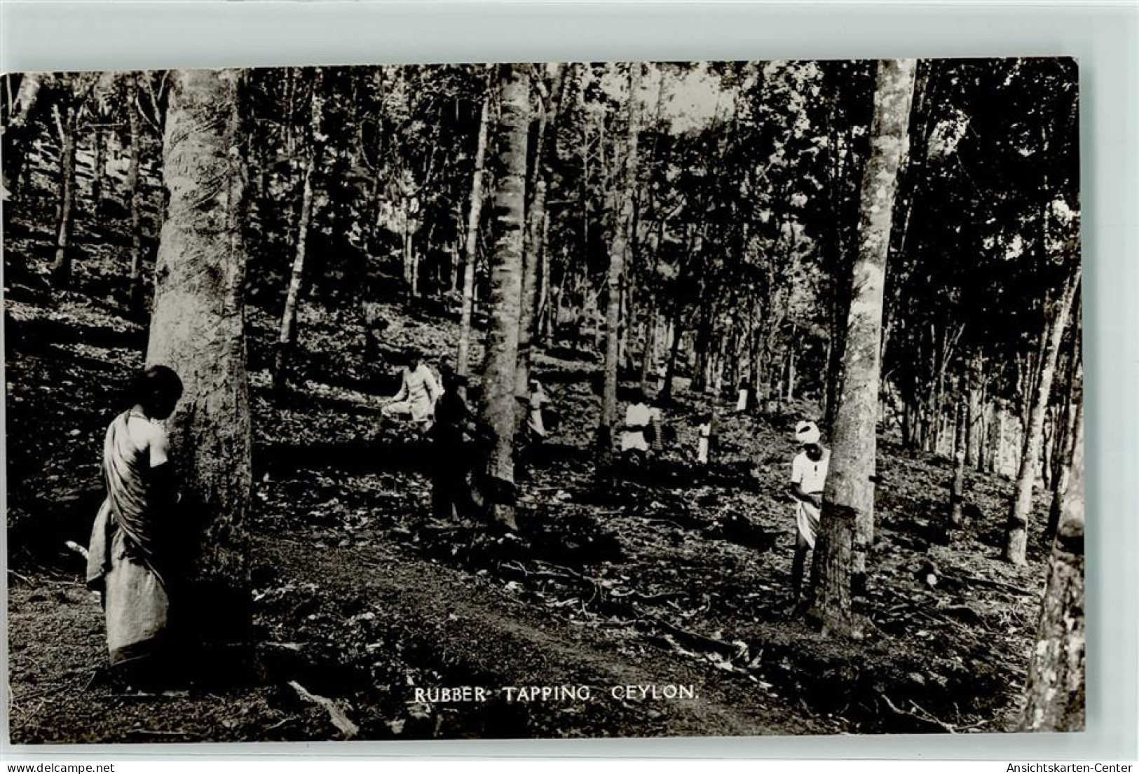 39289108 - Rubber Tapping  Landwirtschaft  Gummi Gewinnung Beruf - Sri Lanka (Ceylon)