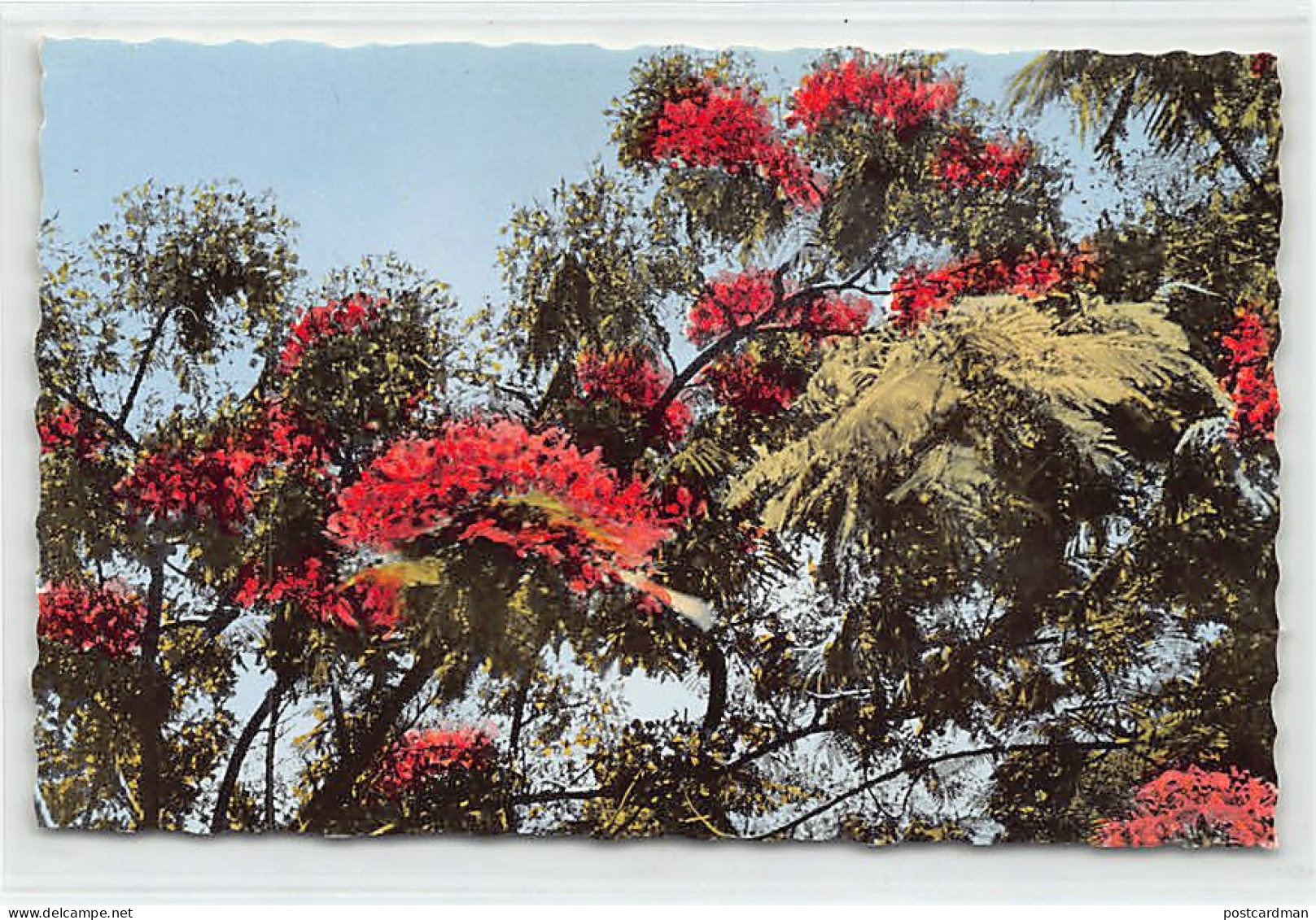 Nouvelle-Calédonie - Fleurs De Flamboyant - Ed. Gipsy 3411 - Nouvelle Calédonie