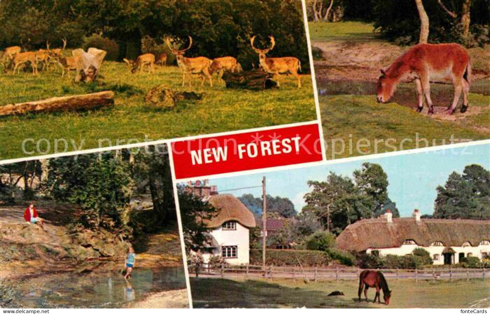 72763409 New Forest Damwild Pony Partie Am Fluss  - Autres & Non Classés