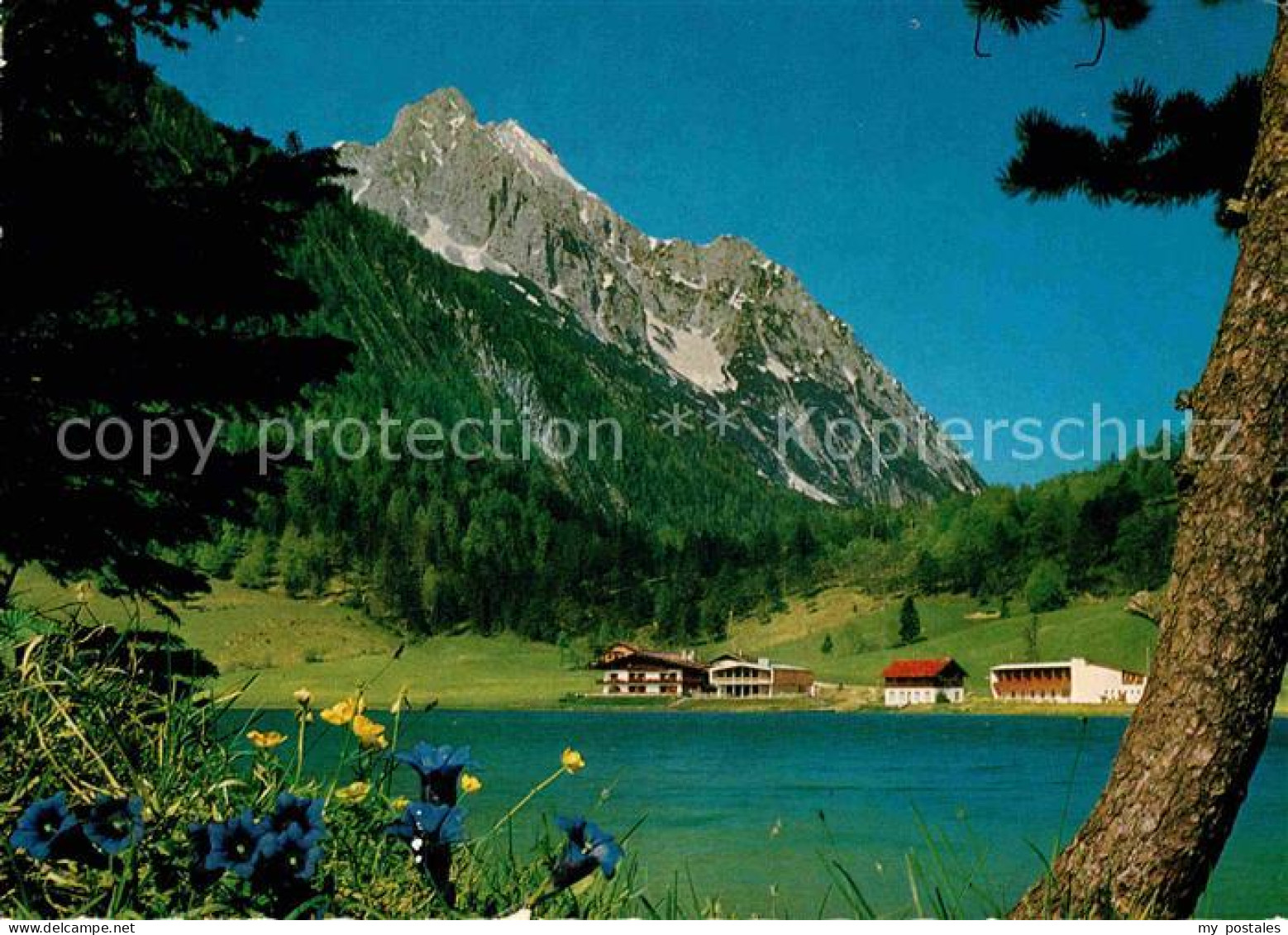 72865476 Lautersee Mittenwald Blauer Enzian Am Seeufer Gegen Wettersteinspitze L - Mittenwald