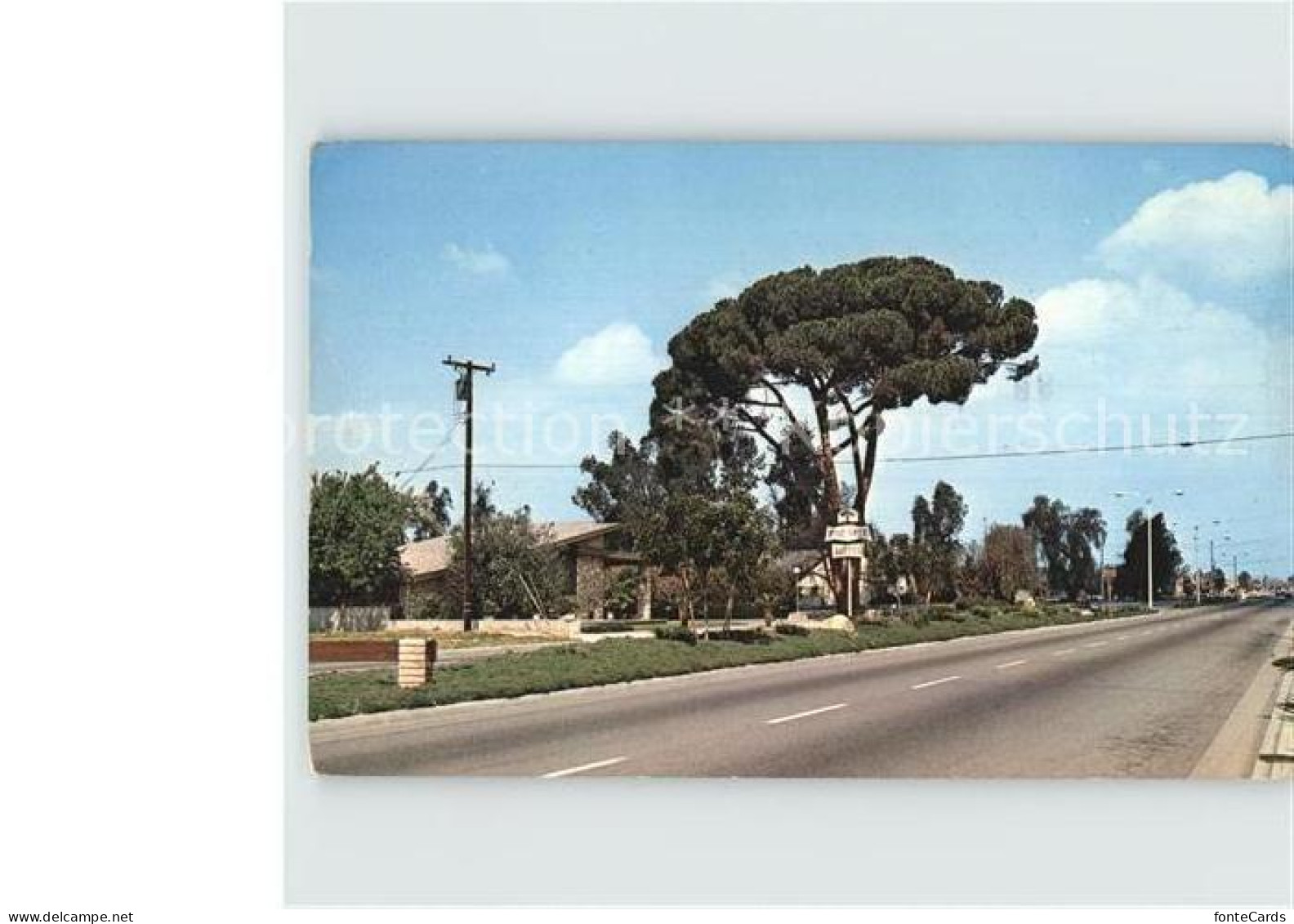 72398996 Chino_California Grand Old Pine Tree - Autres & Non Classés