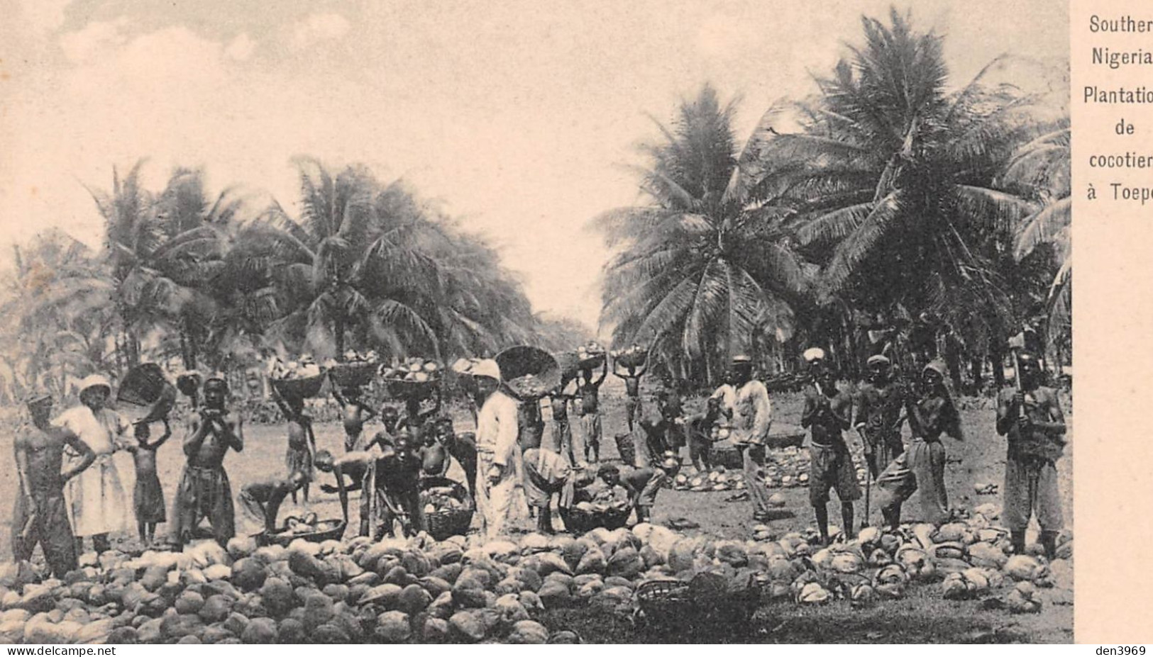 Afrique - Southern Nigeria - Plantation De Cocotiers à TOEPO - Nigeria