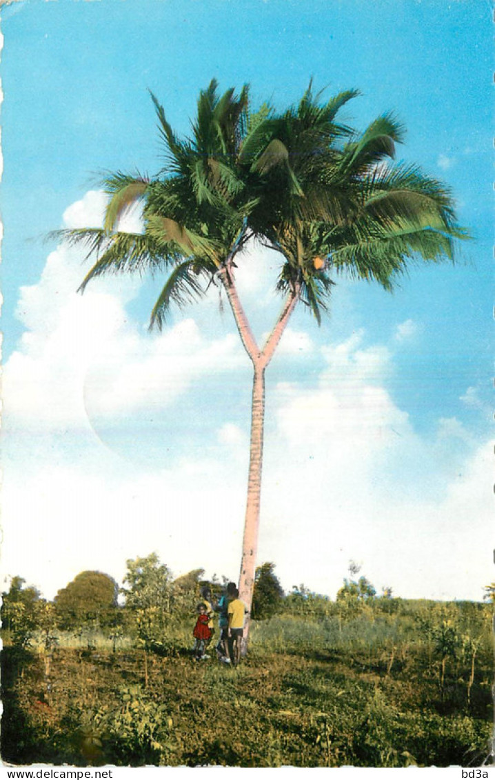 GUADELOUPE - CAPESTERRE - COCOTIER FOURCHU - Andere & Zonder Classificatie