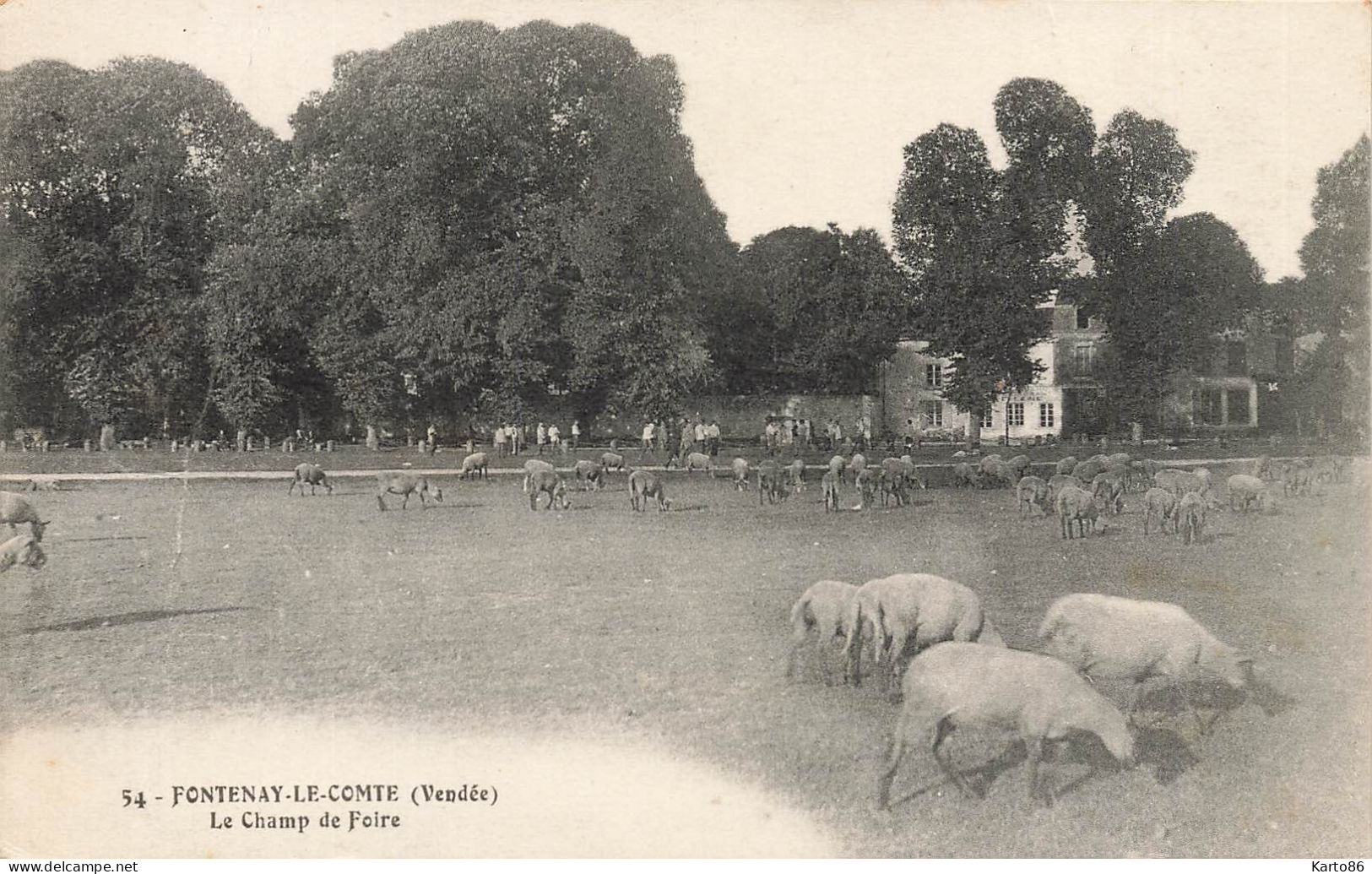 Fontenay Le Comte * Le Champ De Foire * Moutons - Fontenay Le Comte