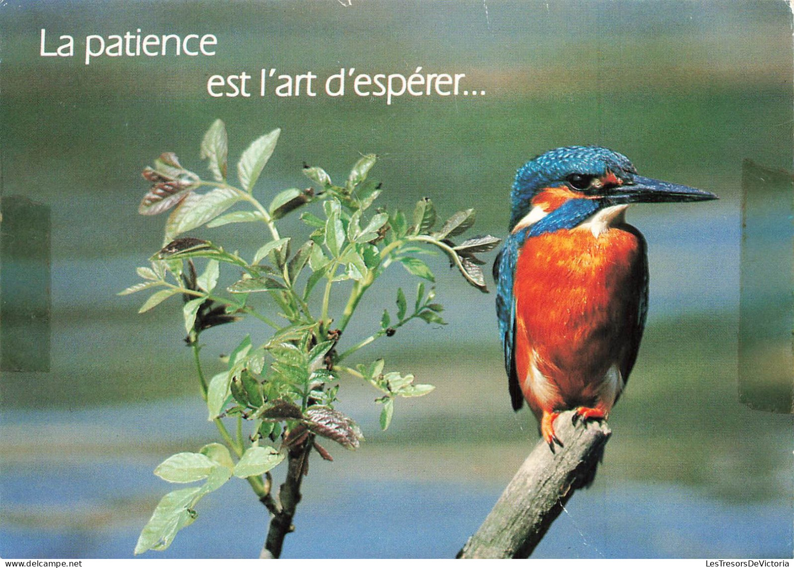 ANIMAUX - Oiseaux - Oiseau Perché Sur Une Branche D'arbre - La Patience Est L'art D'espérer - Carte Postale - Vogels