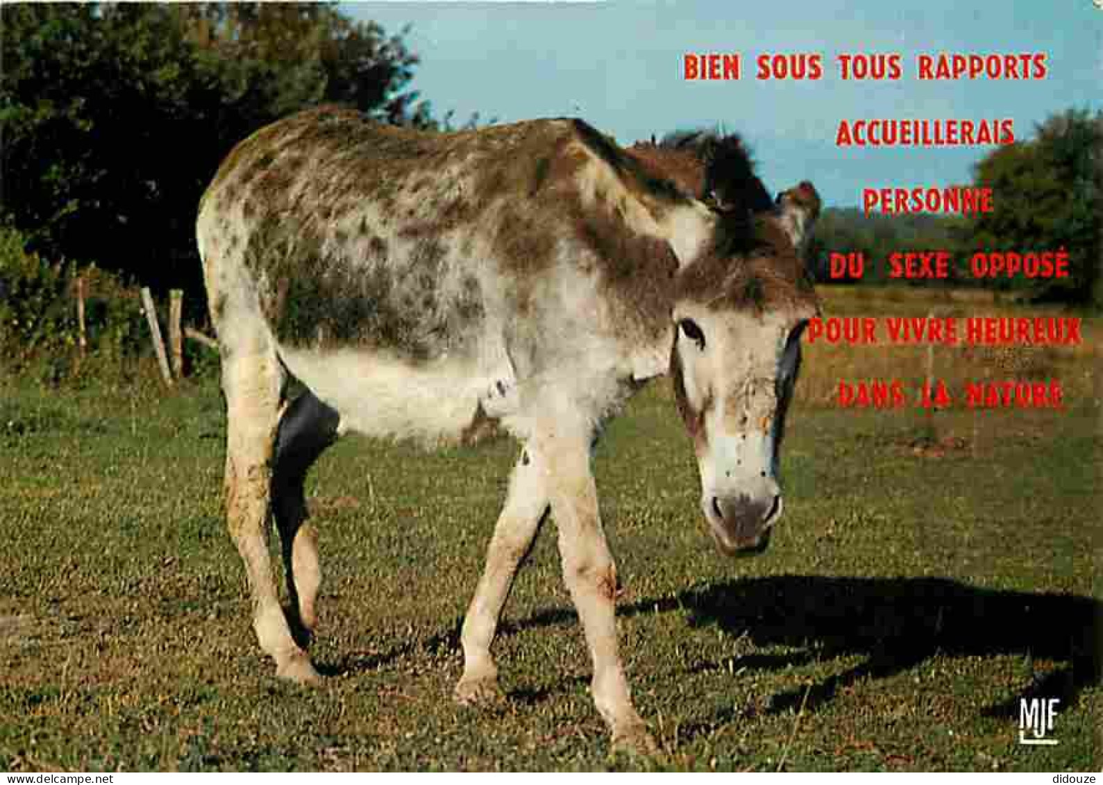 Animaux - Anes - Carte Humoristique - Carte Neuve - CPM - Voir Scans Recto-Verso - Anes