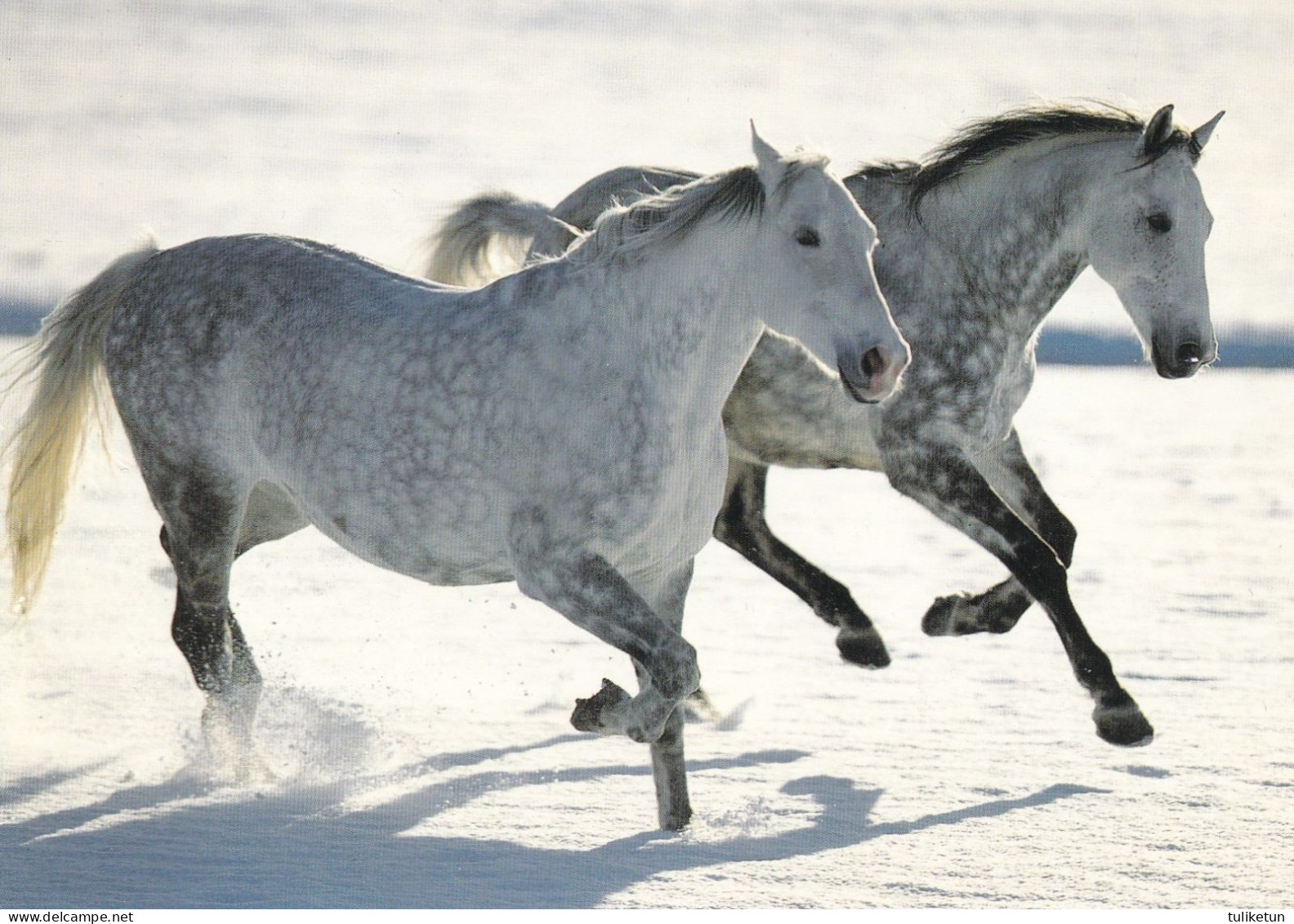 Horse - Cheval - Paard - Pferd - Cavallo - Cavalo - Caballo - Häst - Engadin Press - Horses