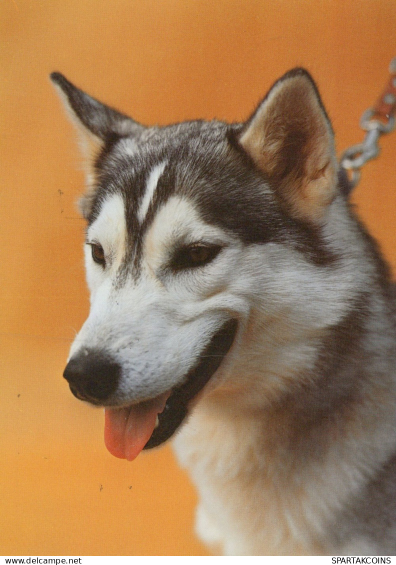 CHIEN Animaux Vintage Carte Postale CPSM #PAN935.A - Hunde