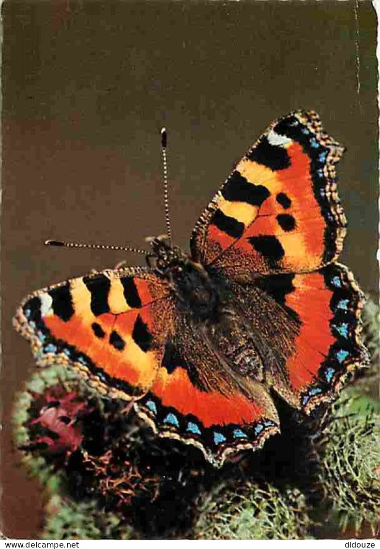 Animaux - Papillons - Kleiner Fuchs - Aglais Urticae Urticae L - Small Tortoiseshell - Petit-tortue - Kleine Vos - CPM - - Butterflies