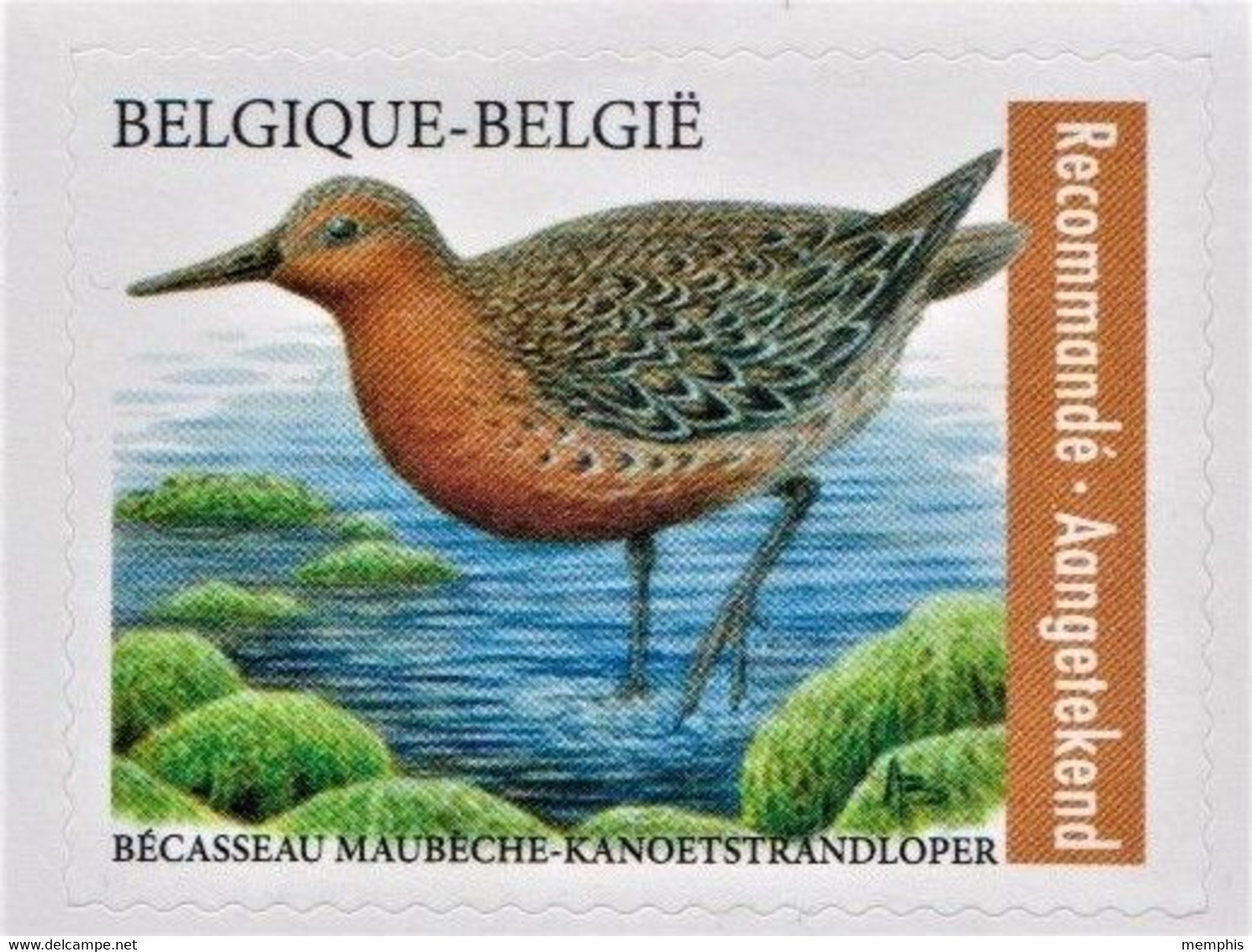 Losse Zelfklevende Zegel "Kanoetstrandloper" Met Brede Witte Rand Rugpapier (kleine Oplage Abonnementen Bpost) - 1985-.. Birds (Buzin)