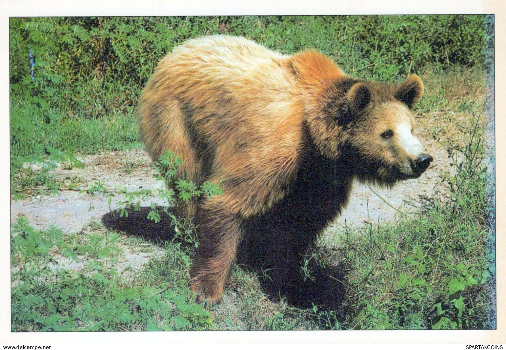 OURS Animaux Vintage Carte Postale CPSM #PBS343.FR - Ours