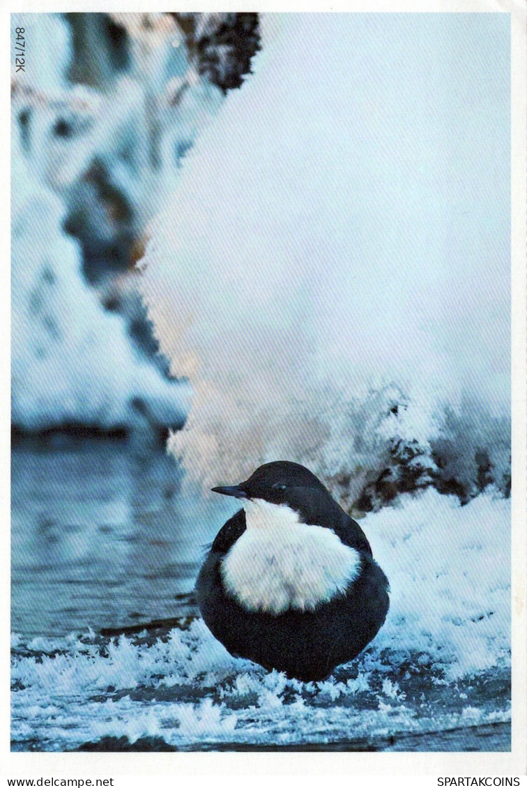 OISEAU Animaux Vintage Carte Postale CPSM #PAM679.FR - Vögel