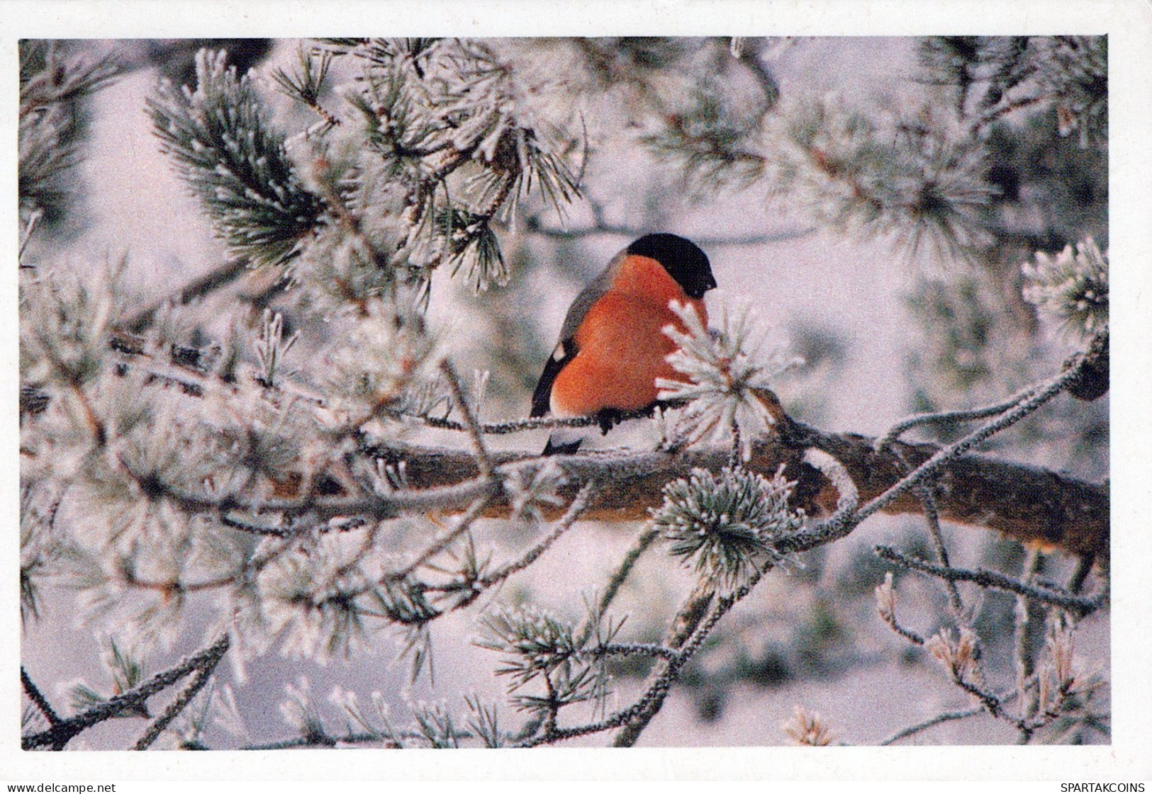 BIRD Animals Vintage Postcard CPSM #PAM676.GB - Oiseaux