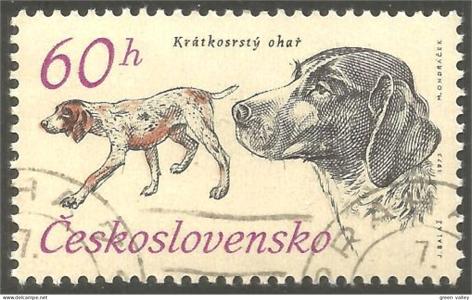 DG-7 Ceskoslovenko Pointer Chien Dog Hund Cane Hond Perro - Honden