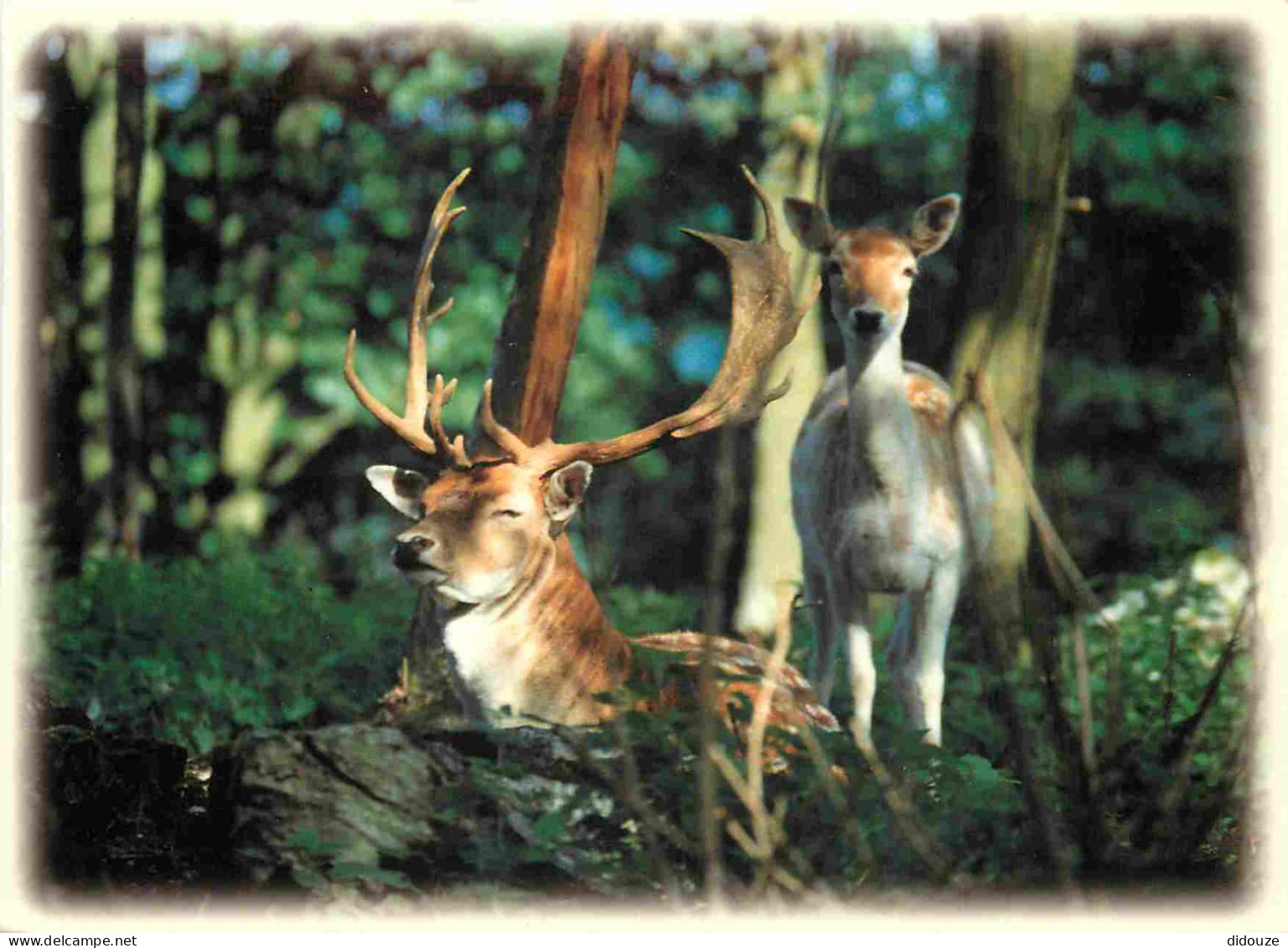 Animaux - Cervidés - Belgique - Belgium - Hautes Fagnes Ardennes - Daim Et Biche  - Damhert En Hinde - Damhirsch Und Hir - Other & Unclassified