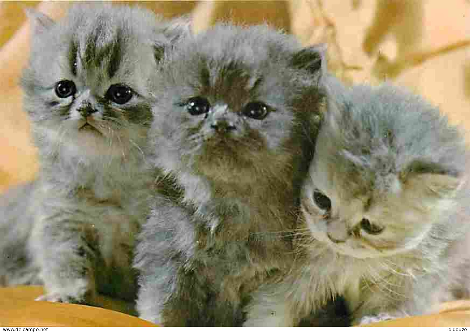 Animaux - Chats - Chatons - CPM - Voir Scans Recto-Verso - Gatos