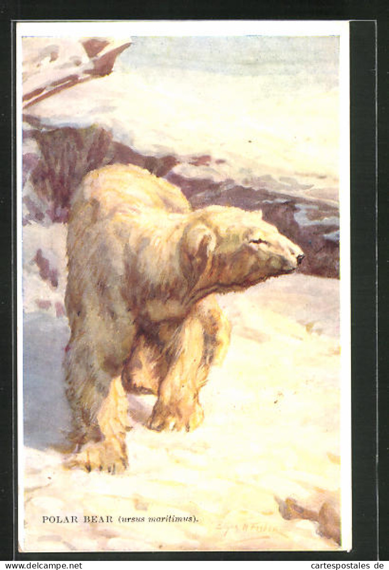 AK Polar Bear, Ursus Maritimus, Eisbär Im Schnee  - Bears
