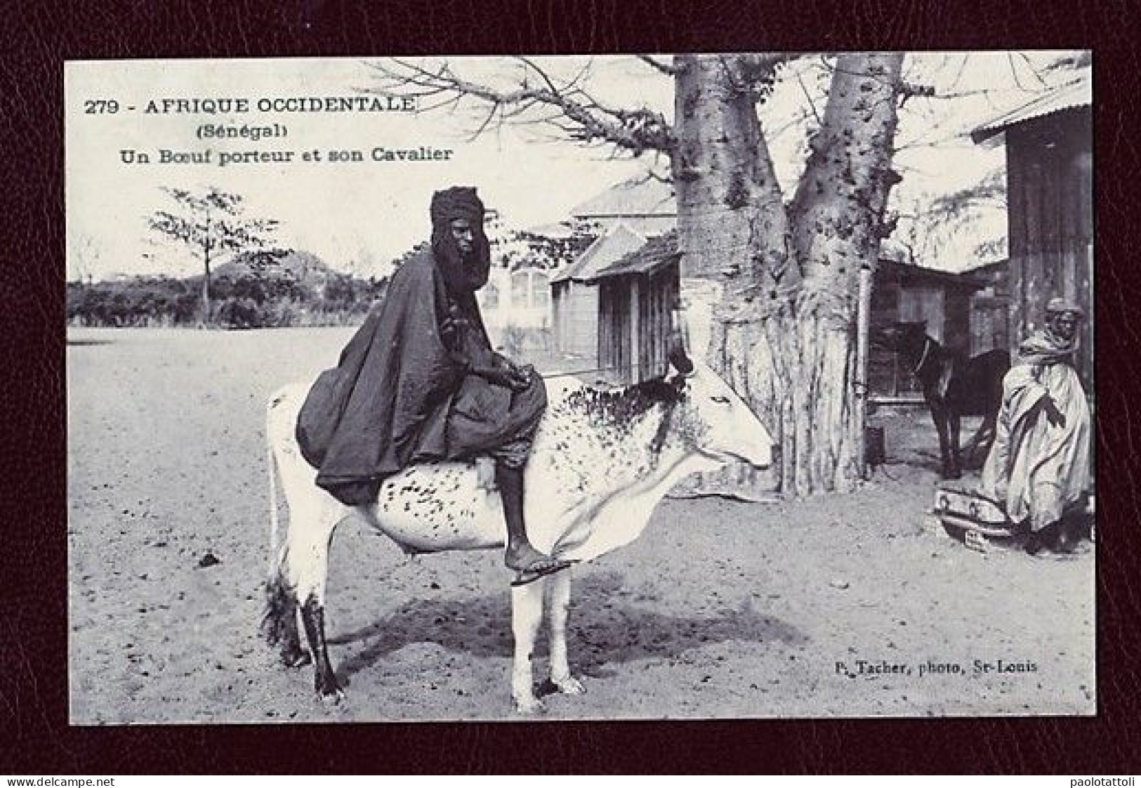 Senegal, Un Boeuf Porteur Et Son Cavalier, New, Small Size, Verso Divided. Ed. P.Tacher No.279. - Senegal