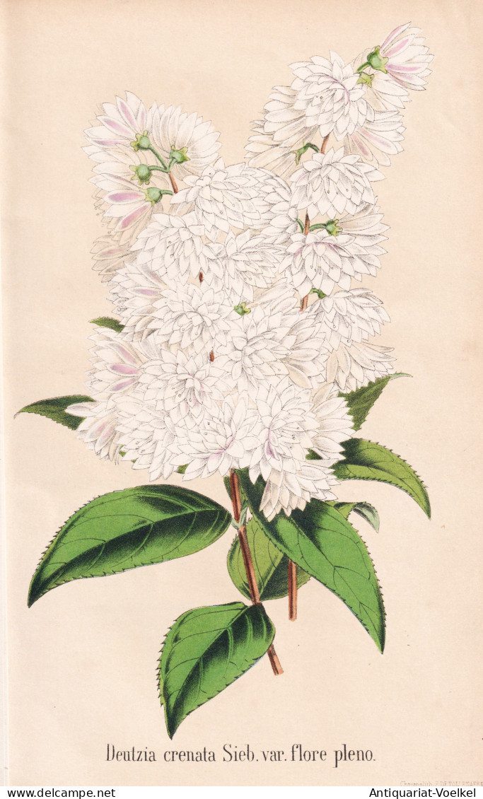 Deutzia Crenata Sieb. Var. Flore Pleno - Japan / Pflanze Planzen Plant Plants / Flower Flowers Blume Blumen / - Prenten & Gravure