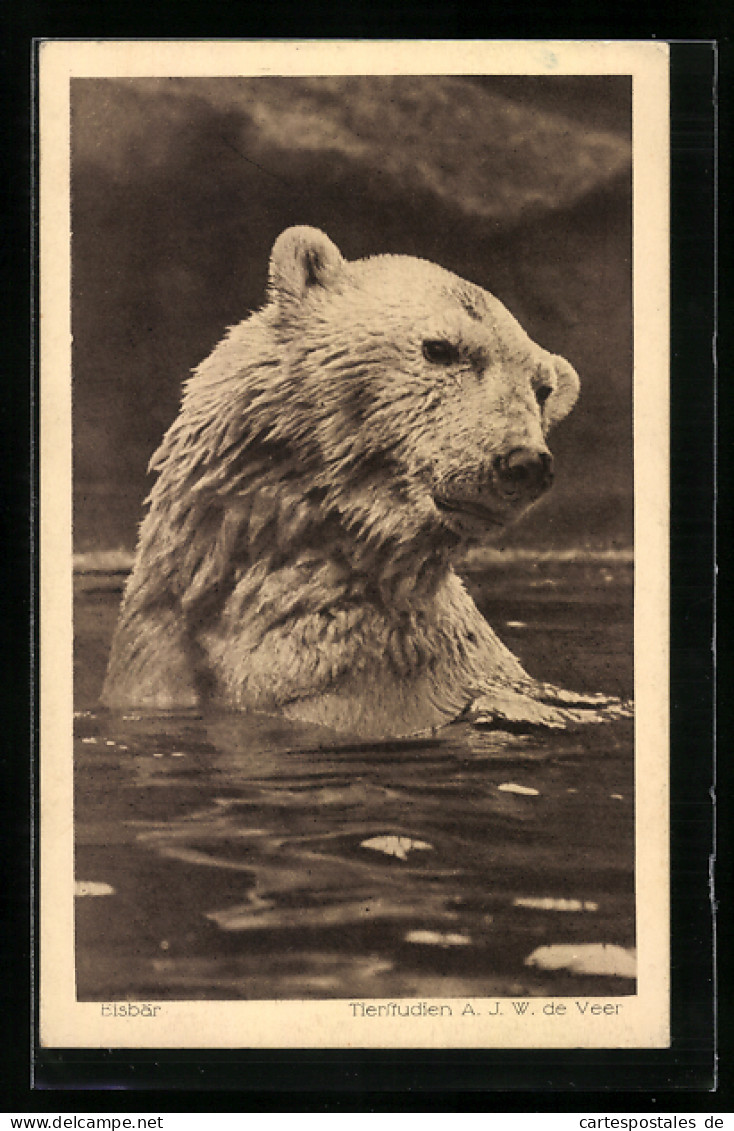 AK Eisbär Im Wasser, Portrait  - Ours