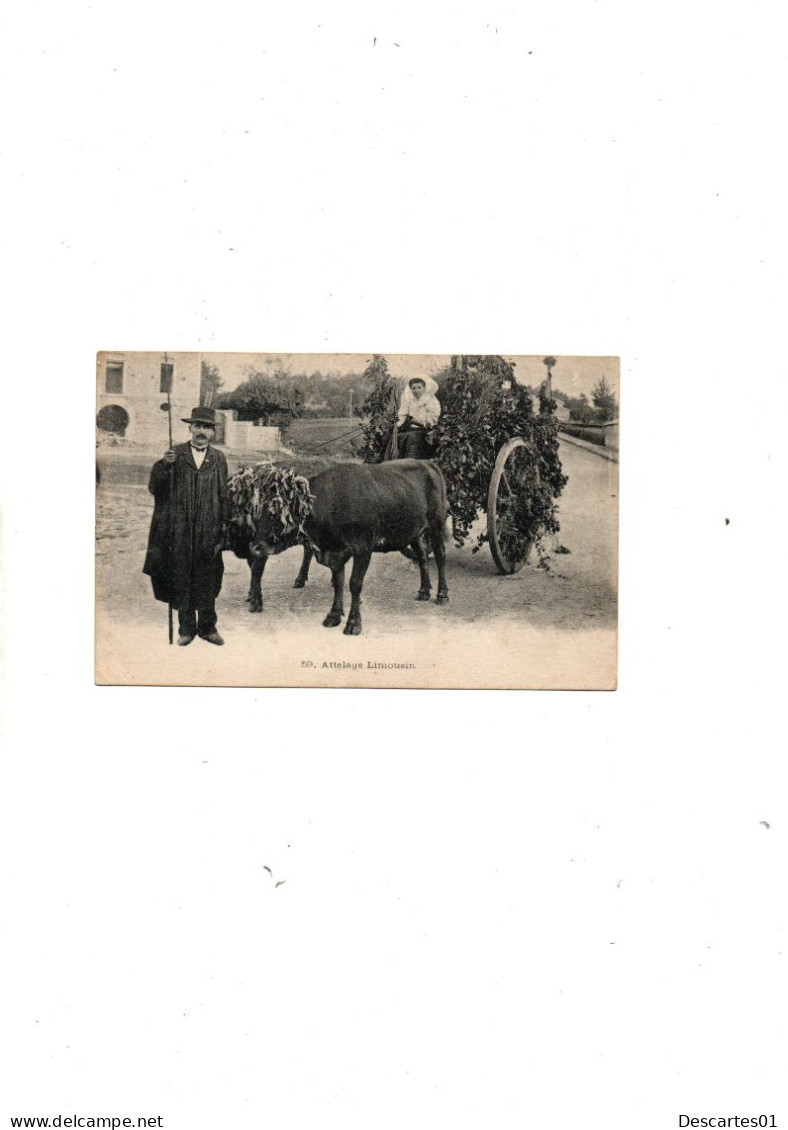 C     P A  ANIMEE    LIMOUSIN ATTELAGE DE BOEUFS     CIRCULEE  31 JUILLET 1916 - Limousin