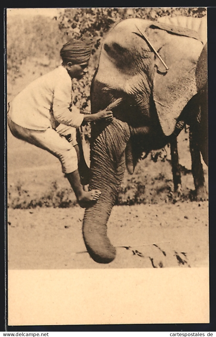 AK Un Ascenseur Vivant  - Éléphants