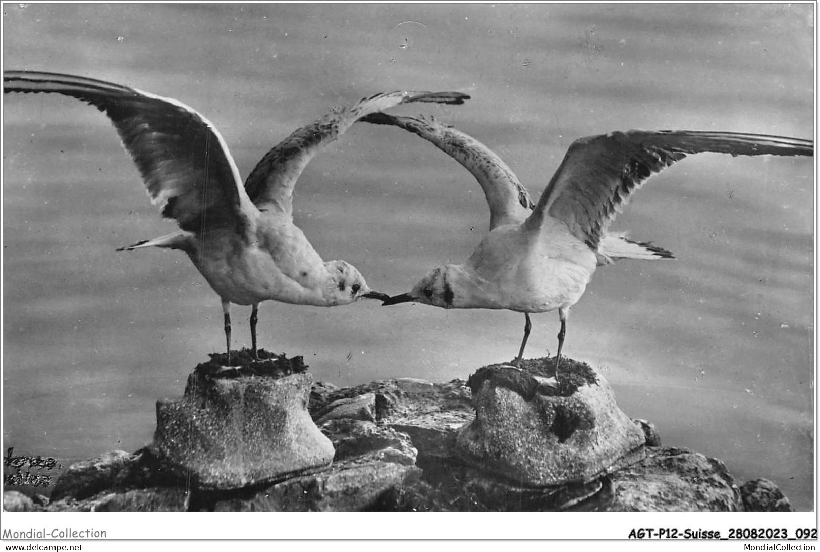 AGTP12-0915-SUISSE - LEMAN - Les Mouettes  - Meer Van Genève