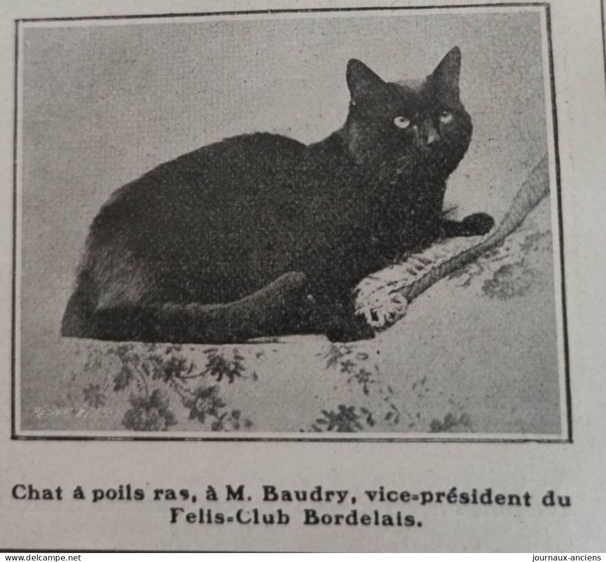 1905 EXPOSITION FÉLINE ET CANINE À BORDEAUX - LA VIE AU GRAND AIR - Altri & Non Classificati