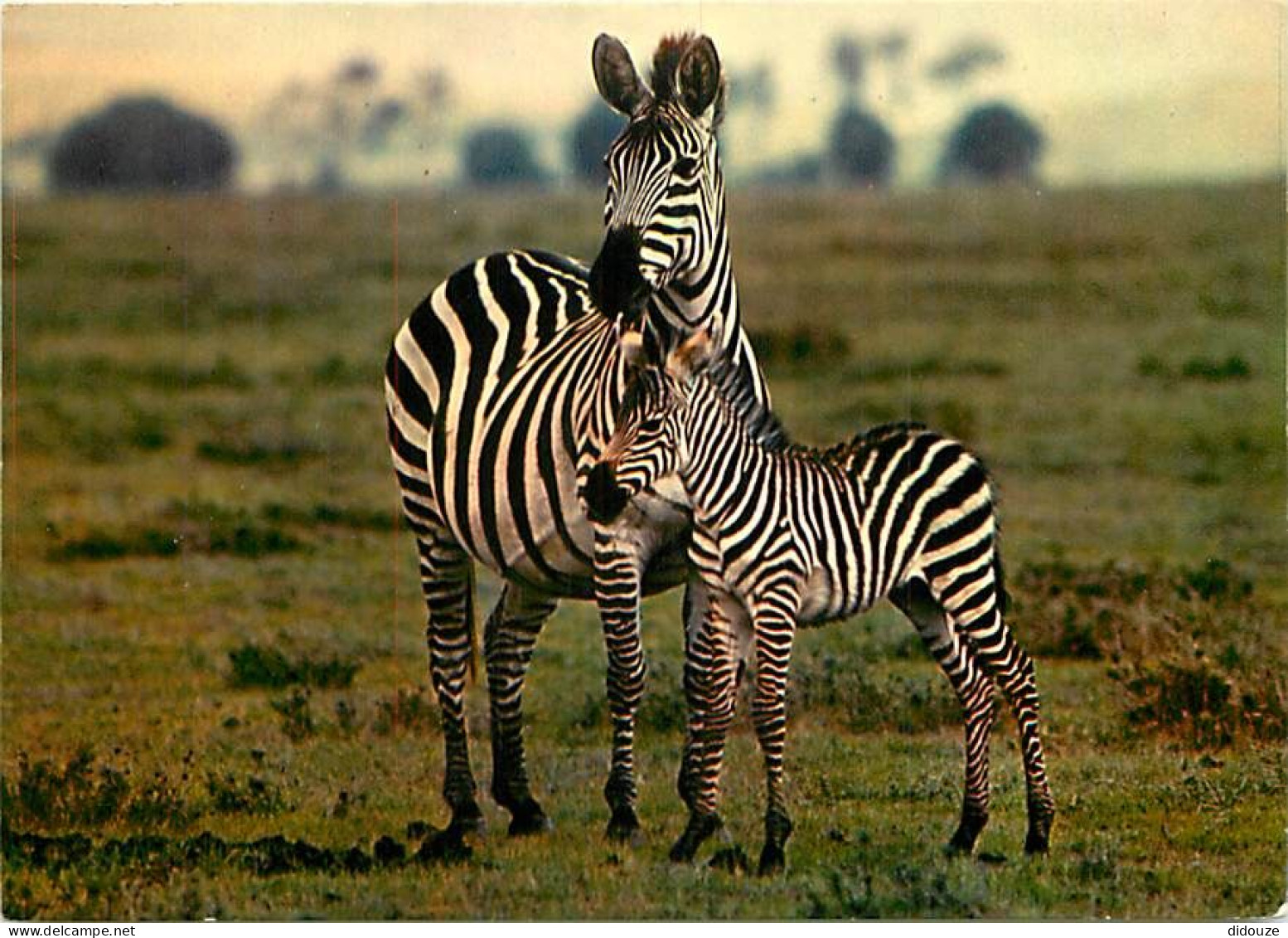 Animaux - Zèbres - Zoo De Douai La Fontaine - Petit - CPM - Carte Neuve - Voir Scans Recto-Verso - Zebras