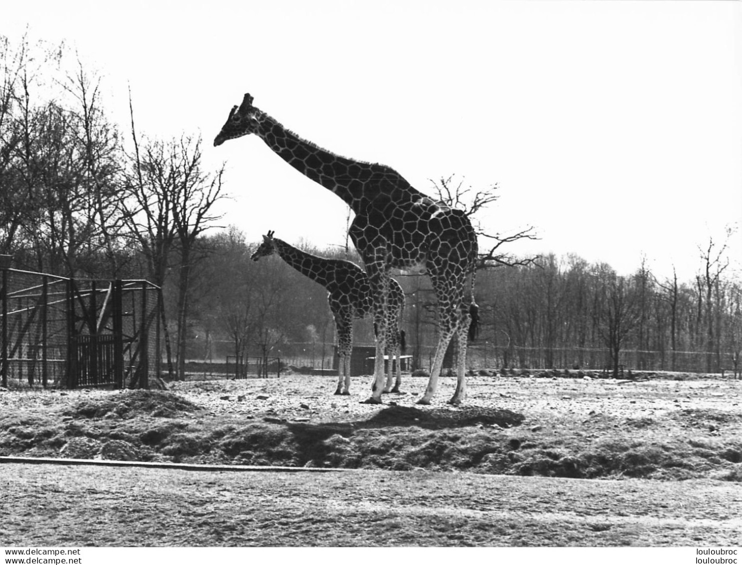 GIRAFES  GRANDE PHOTO ORIGINALE 24 X 18 CM R1 - Jirafas