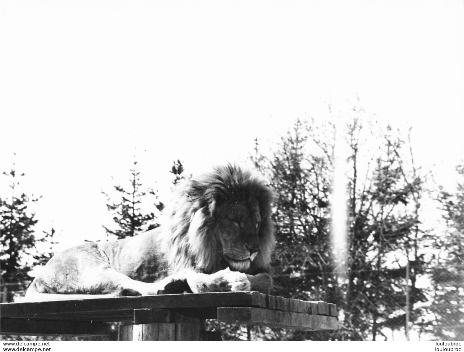 LION   GRANDE PHOTO ORIGINALE 24 X 18 CM R1 - Lions