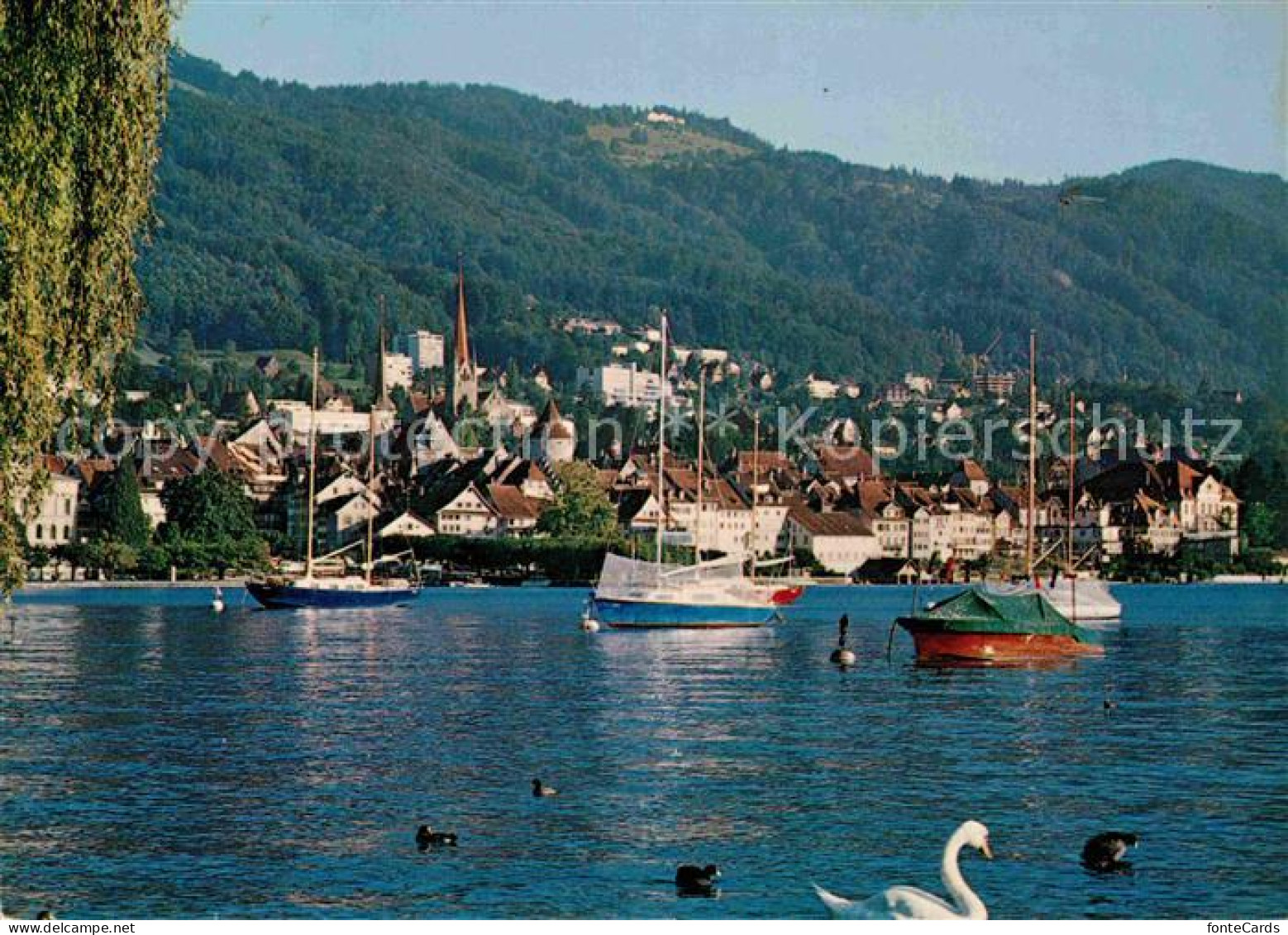 12736187 Zug ZG Blick Ueber Den See Schwan Segelboot Zug - Sonstige & Ohne Zuordnung