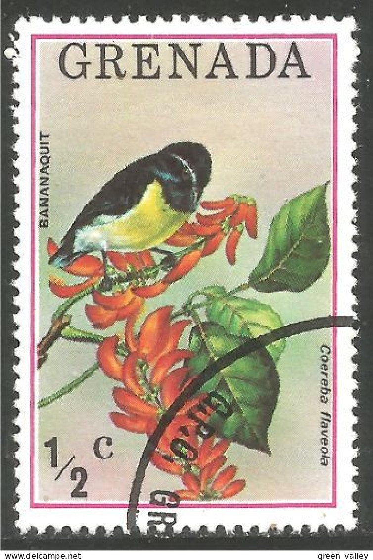 OI-60d Grenada Oiseau Passereau Bananaquit Bird Vogel - Andere & Zonder Classificatie