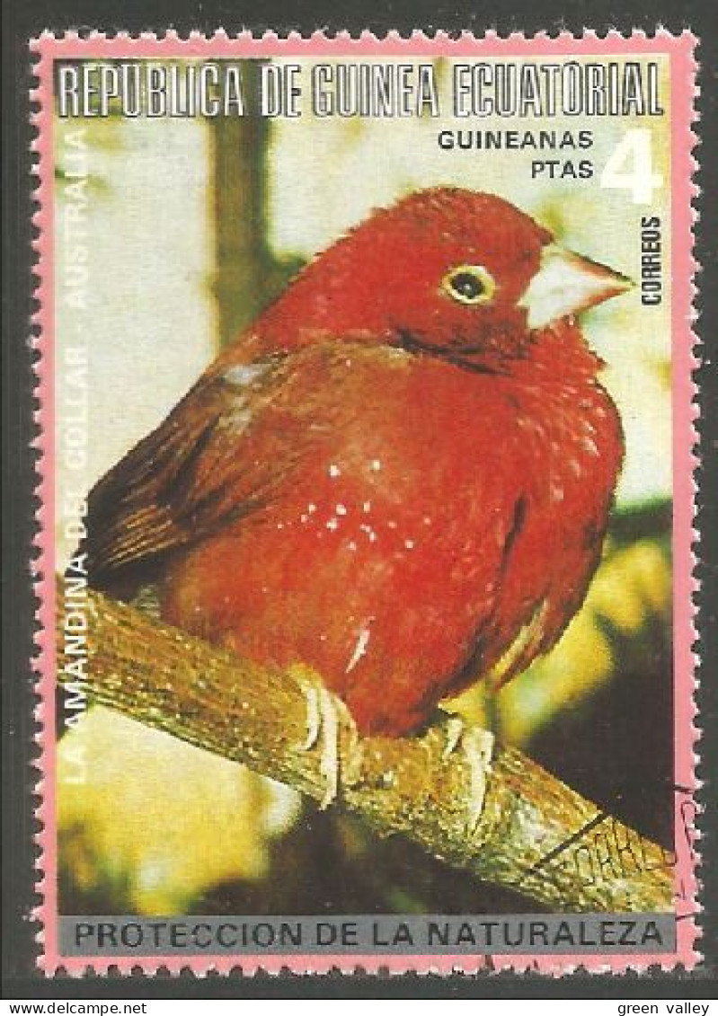 OI-50 Guinea Oiseau Bird Uccello Vogel Cardinal - Andere & Zonder Classificatie