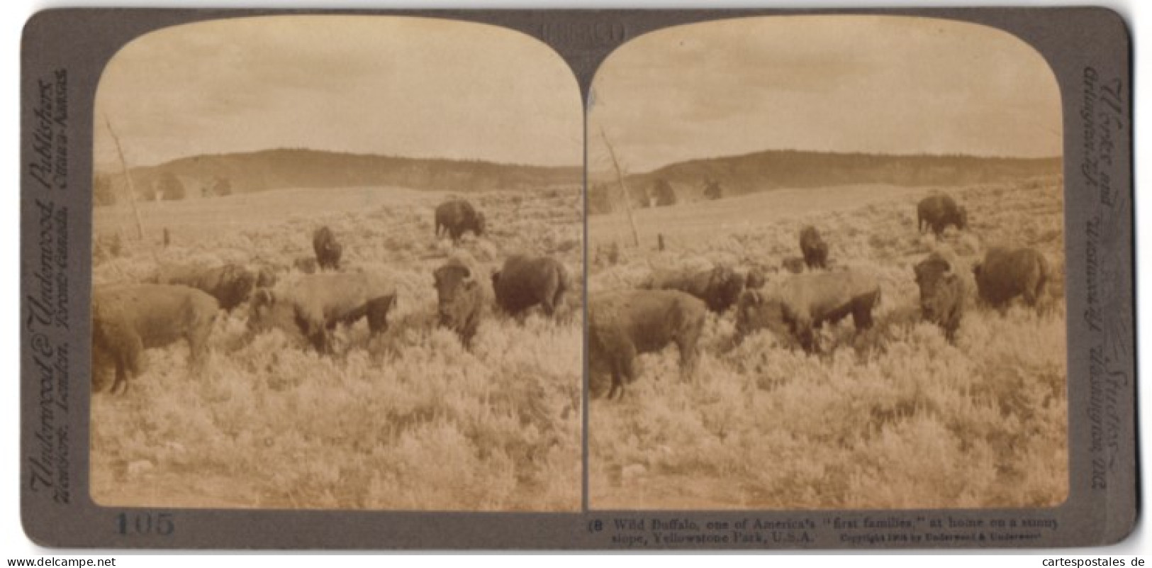 Stereo-Fotografie Underwood & Underwood, New York, Büffelherde Im Yellowstone Park  - Photos Stéréoscopiques