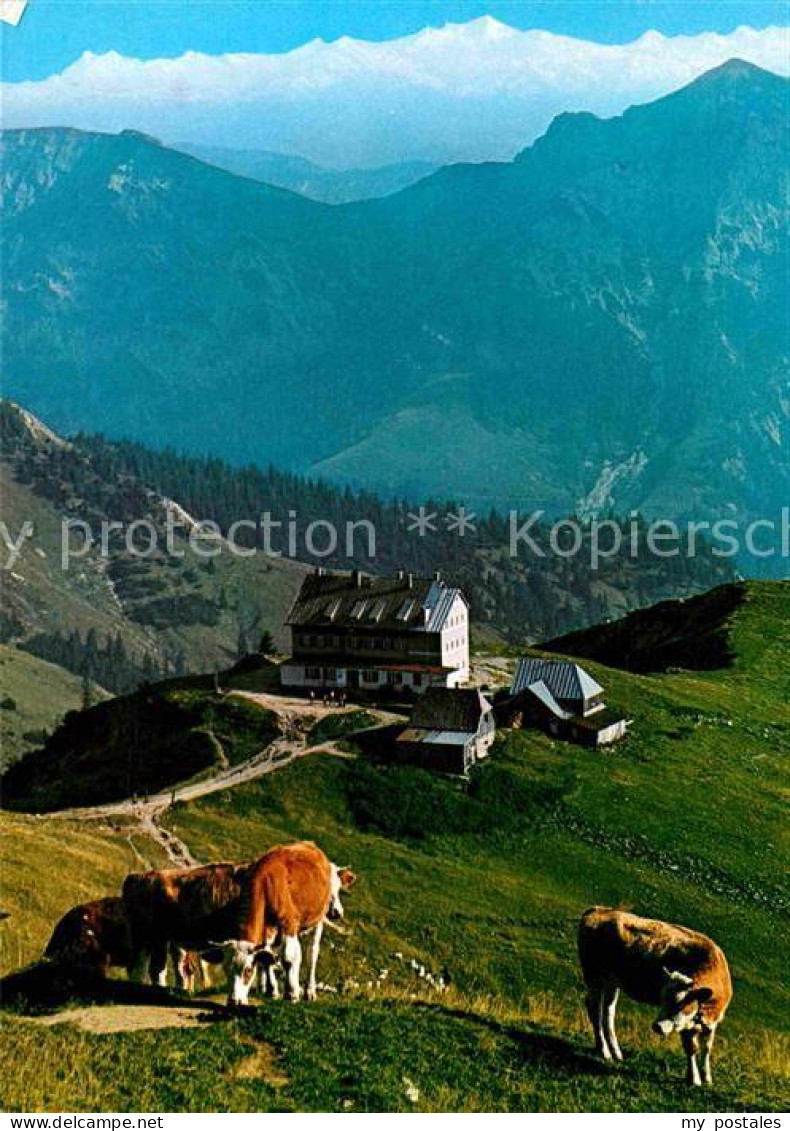 72751777 Rotwandhaus Panorama Blick Gegen Hohe Tauern Venediger Almvieh Kuehe Ro - Schliersee