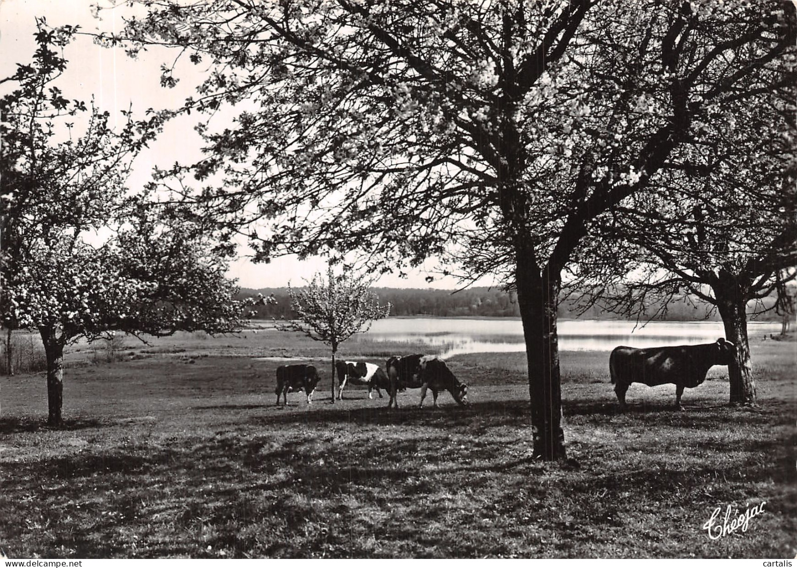 87-ENVIRON DE NANTIAT-N°4202-C/0187 - Sonstige & Ohne Zuordnung