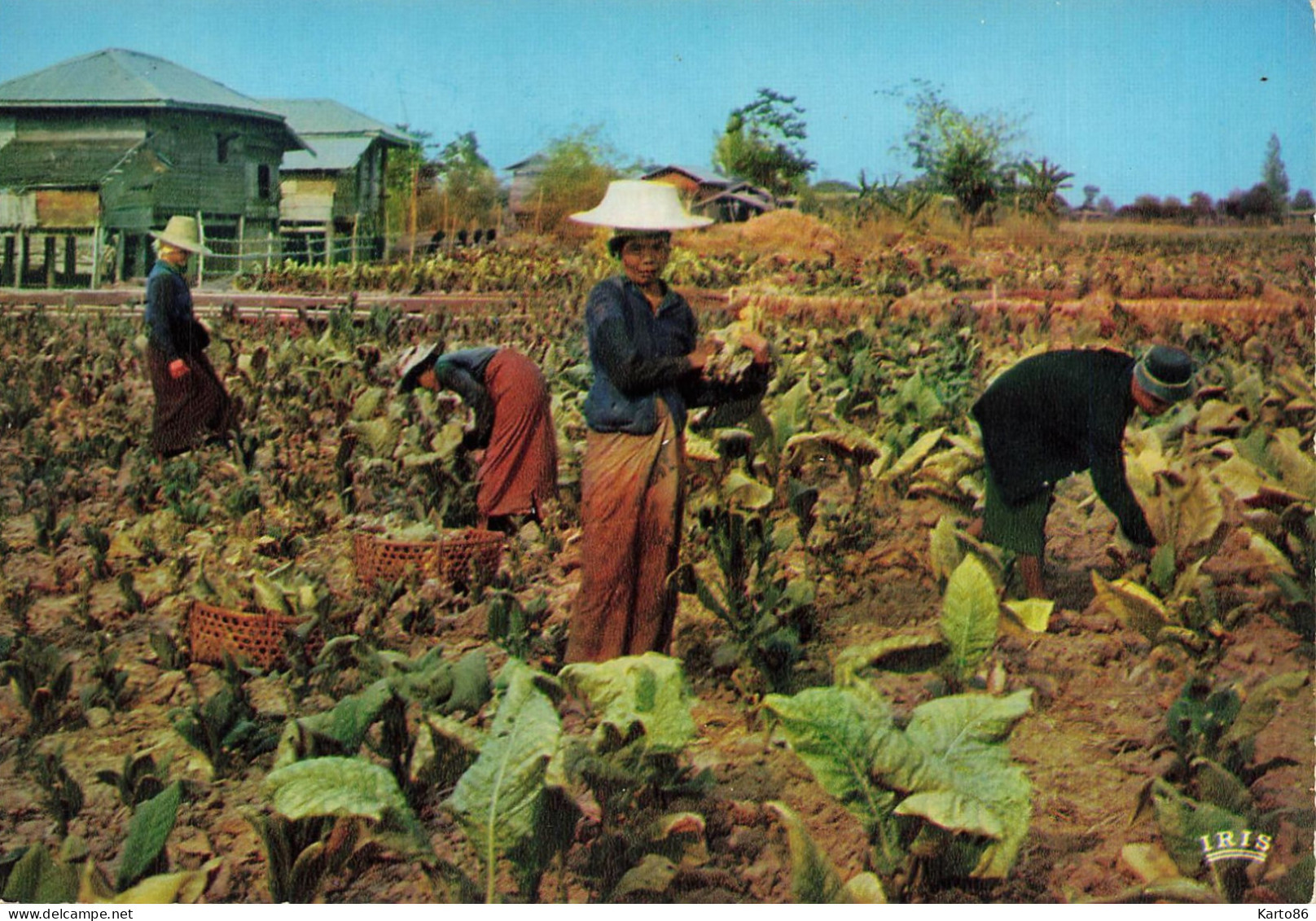 Pitsanulok , Thaïlande * Le Tabac * Récolte Tabacs TABAC - Thailand