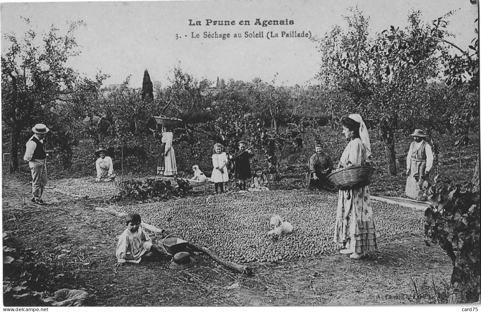 La Prune En Agenais - Le Séchage Au Soleil (La Paillade) - Agen