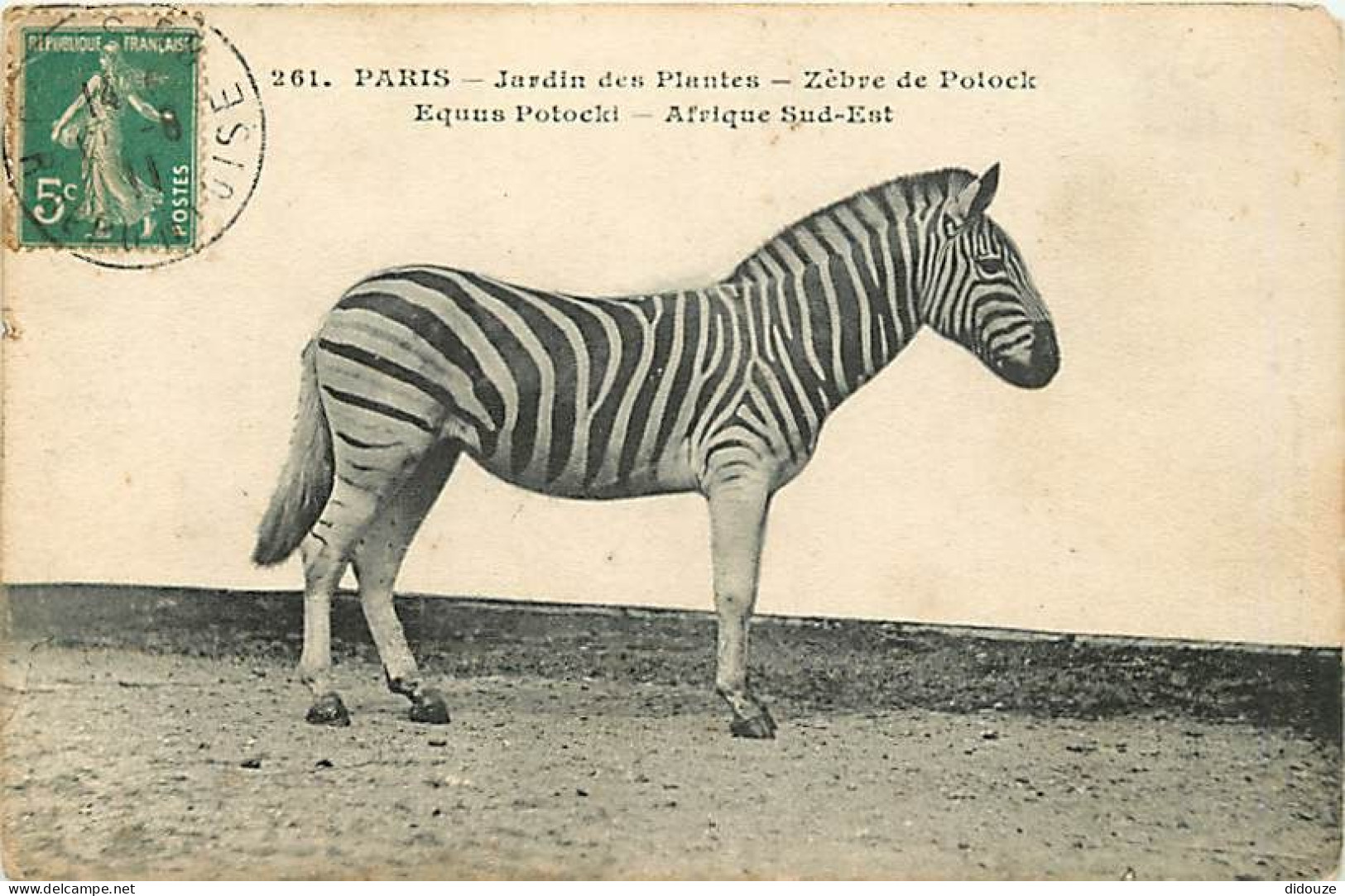 Animaux - Zèbres - Jardin Des Plantes De Paris - Zèbre De Potock - Oblitération Ronde De 1911 - CPA - Etat Pli Visible - - Cebras