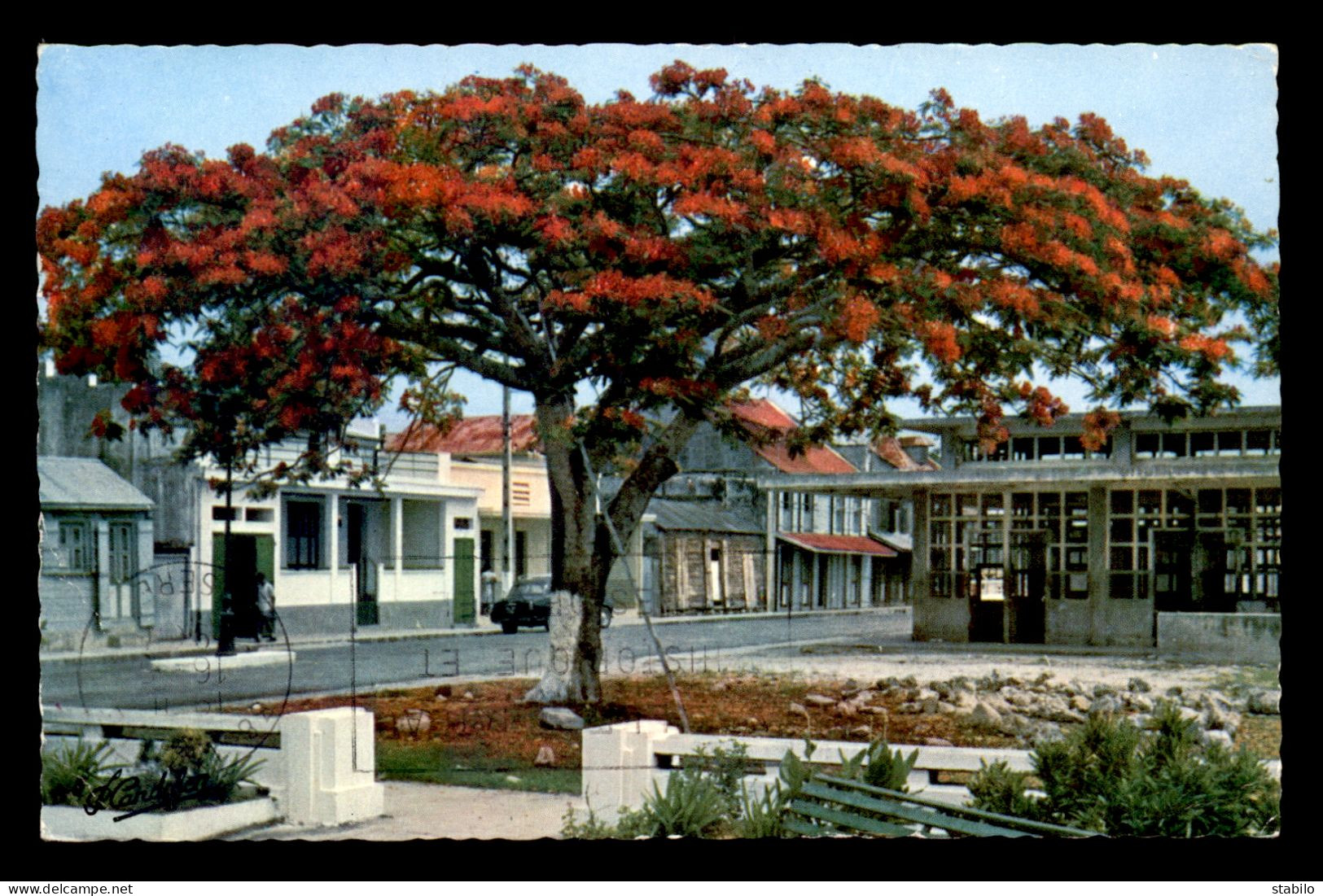 GUADELOUPE - PORT-LOUIS - FLAMBOYANT EN FLEUR - Autres & Non Classés