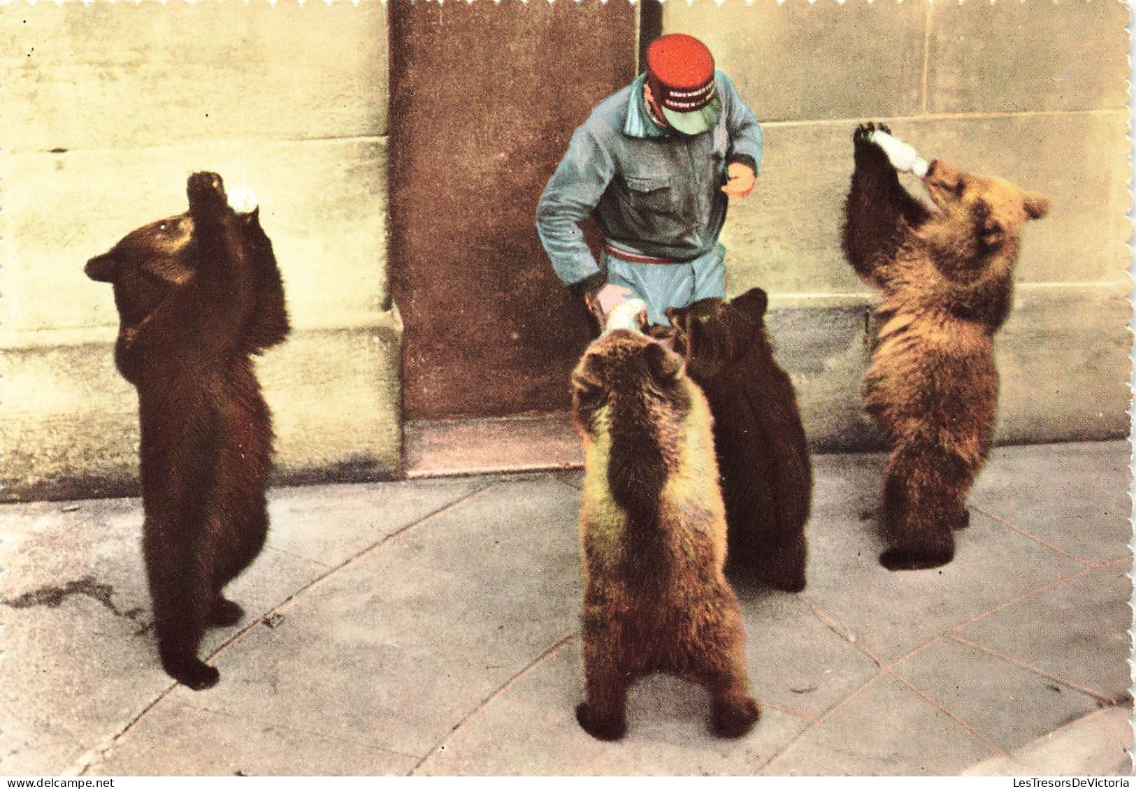 SUISSE - Berne - La Fosse Aux Ours - Animé - Colorisé - Carte Postale - Berne