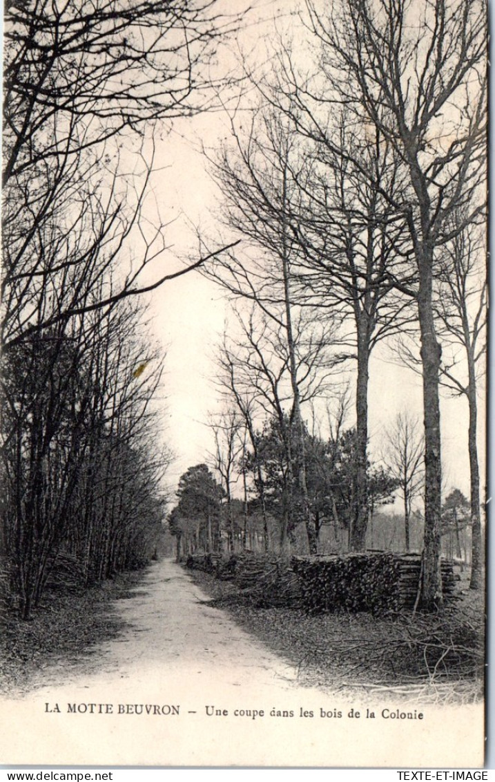 41 LA MOTTE BEUVRON - Une Coupe Dans Les Bois De La Colonie. - Lamotte Beuvron