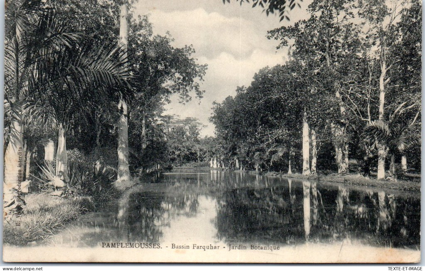 ILE MAURICE - PAMPLEMOUSSES - Le Jardin Botanique  - Maurice